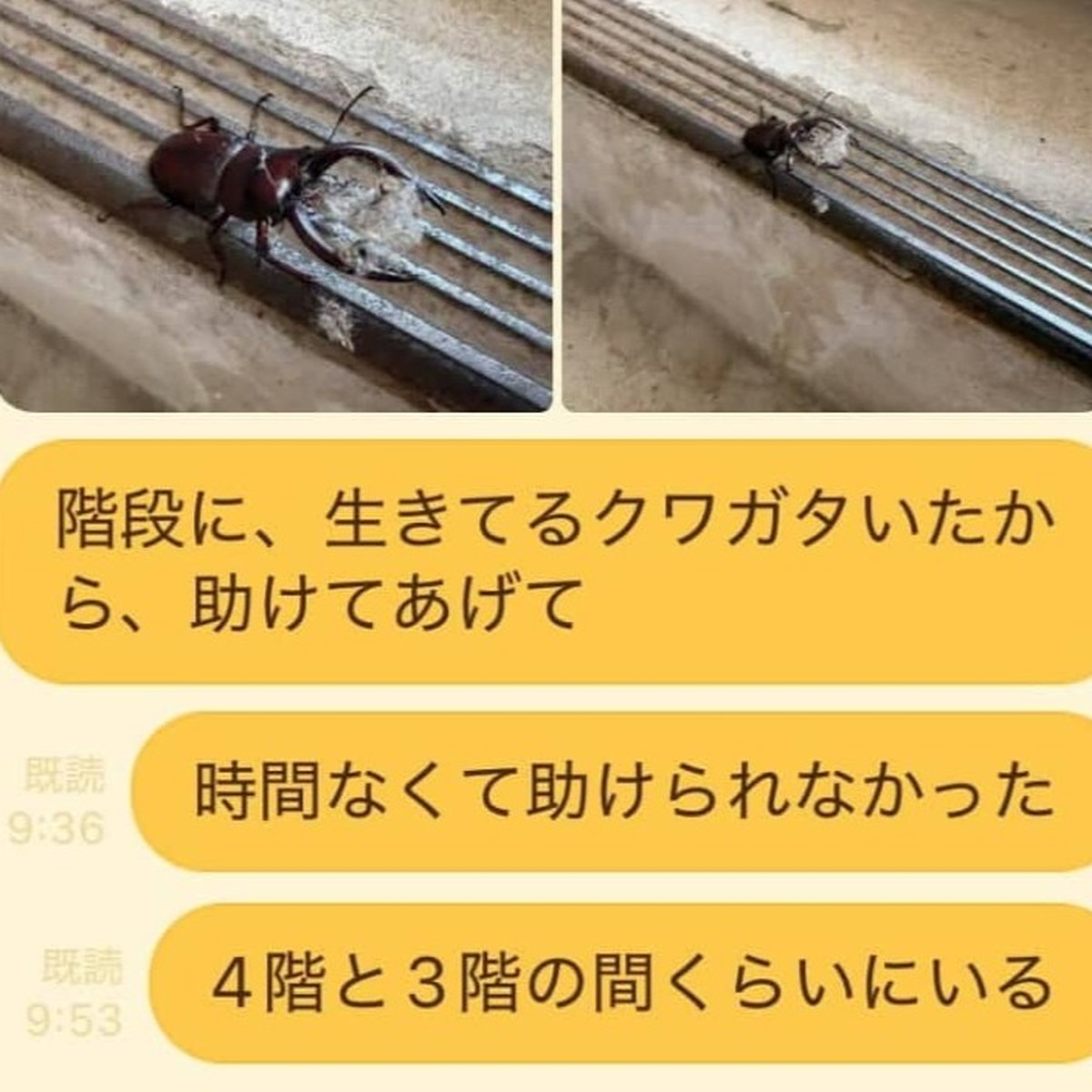 弱ったクワガタを「助けてあげて」と夫にLINE→既読20分後の“神返信”に「こういう価値観は大事」（1/3） | ライフスタイル ねとらぼ