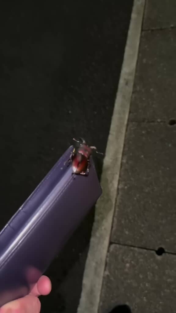 財布にしがみついているノコギリクワガタ