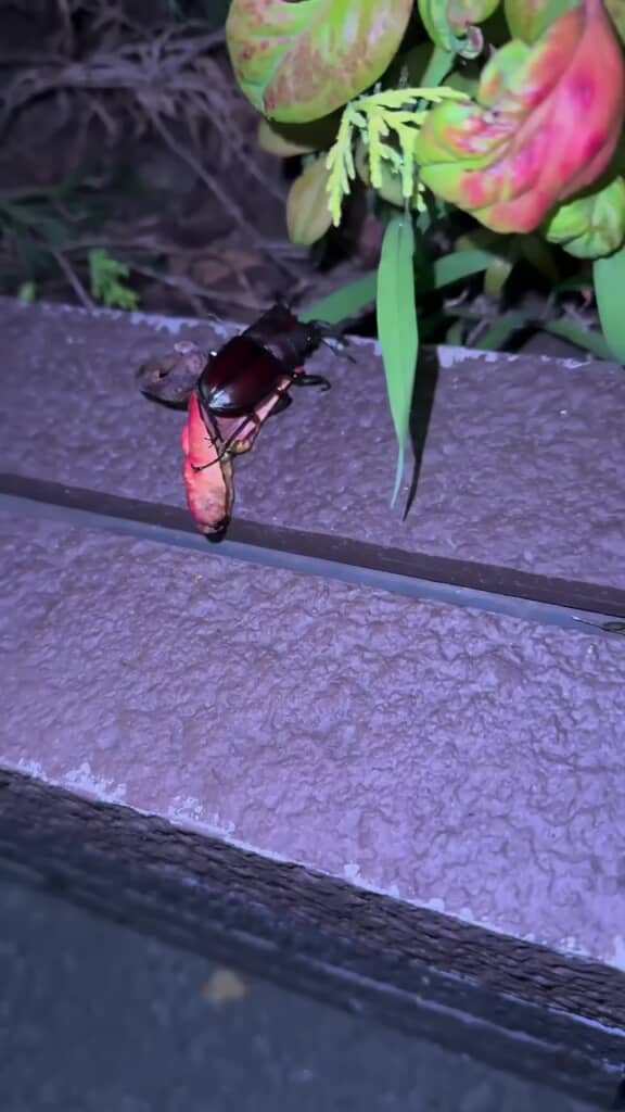 腹ばいの体勢になったノコギリクワガタ