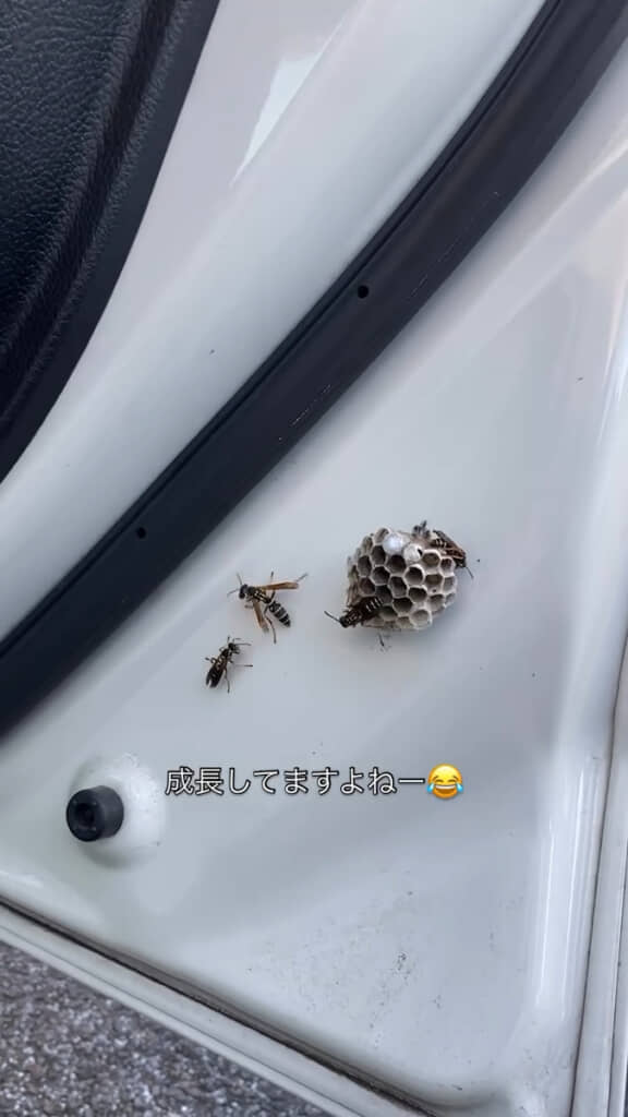 ……ハチの巣が成長していた!