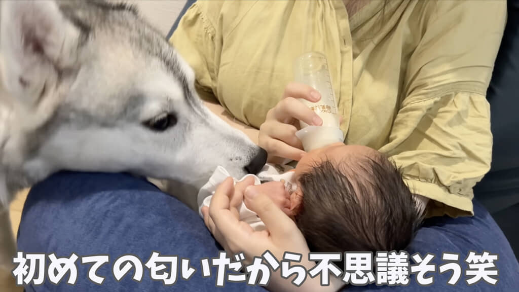 匂いを嗅ぎに来るスノウちゃん