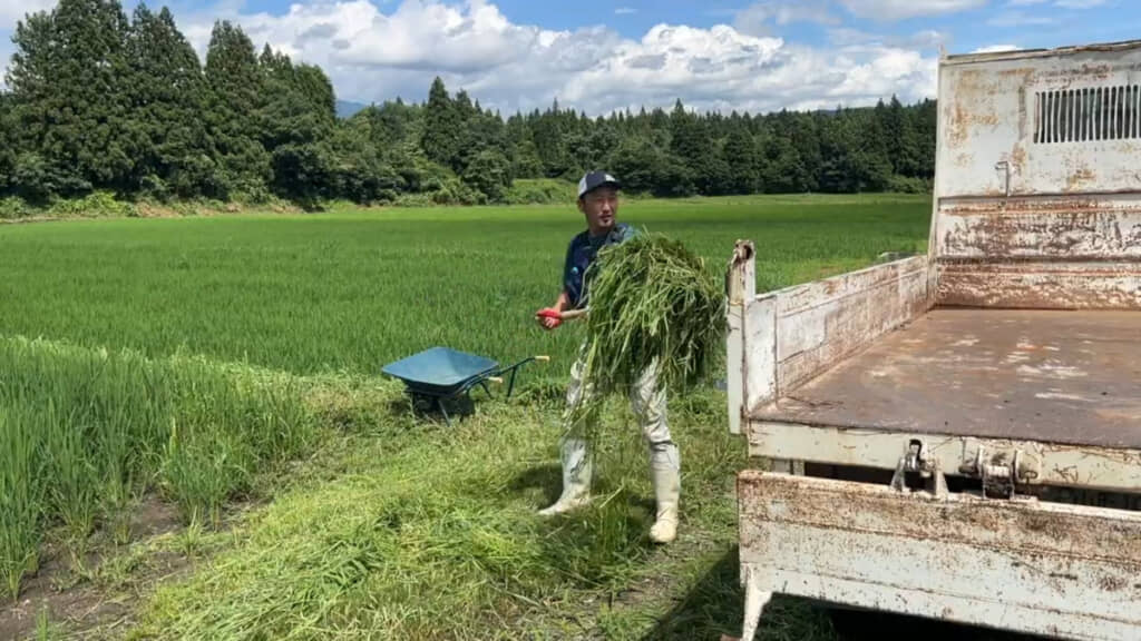草刈り後の田んぼでひたすら草を集めていきます