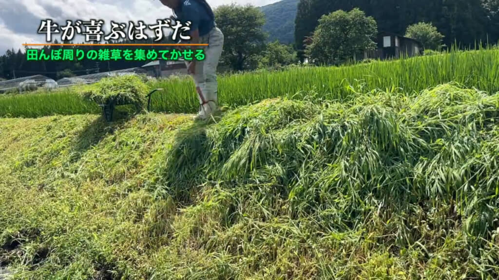 雑草も牛などを飼っている農家さんからすると貴重な資源です