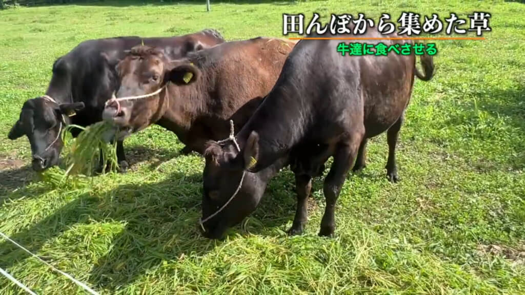 田んぼから集めた草をもりもり食べる牛たち