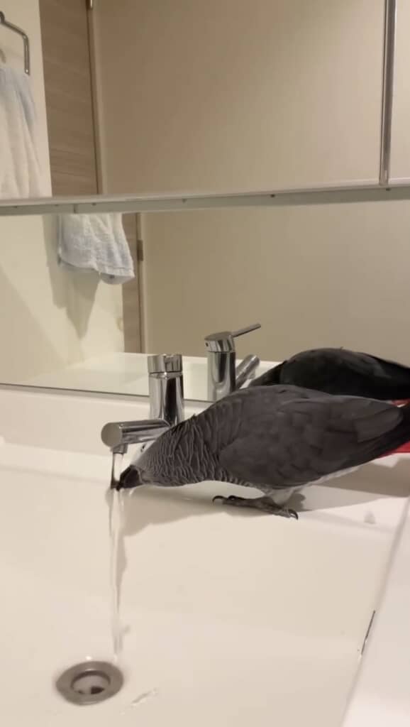 自分で蛇口を捻ってお水を飲んでいたようです