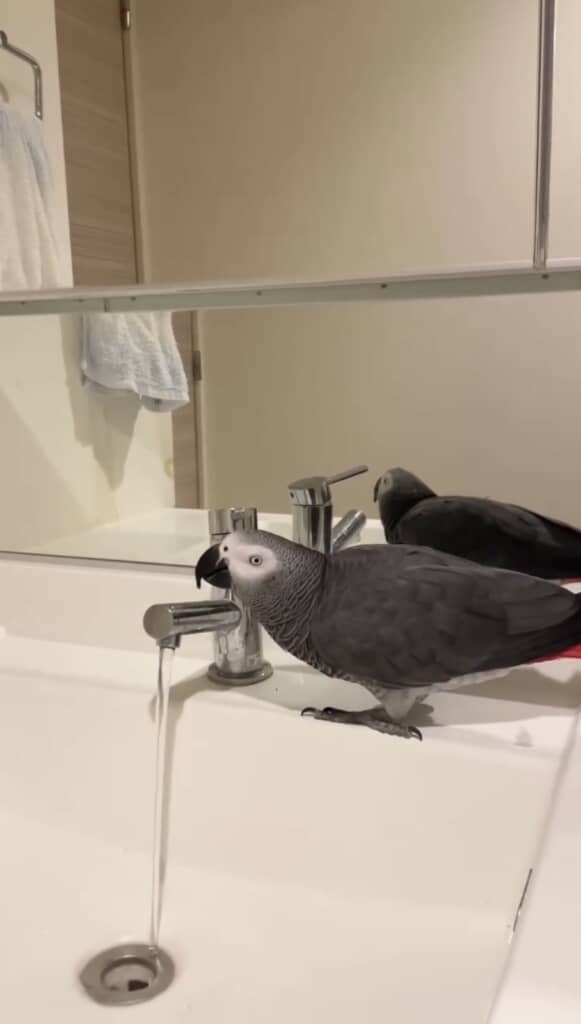 お水をゆっくり味わうキクちゃん