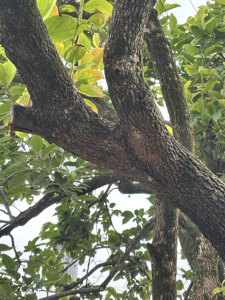 翌日には旅立って行きました