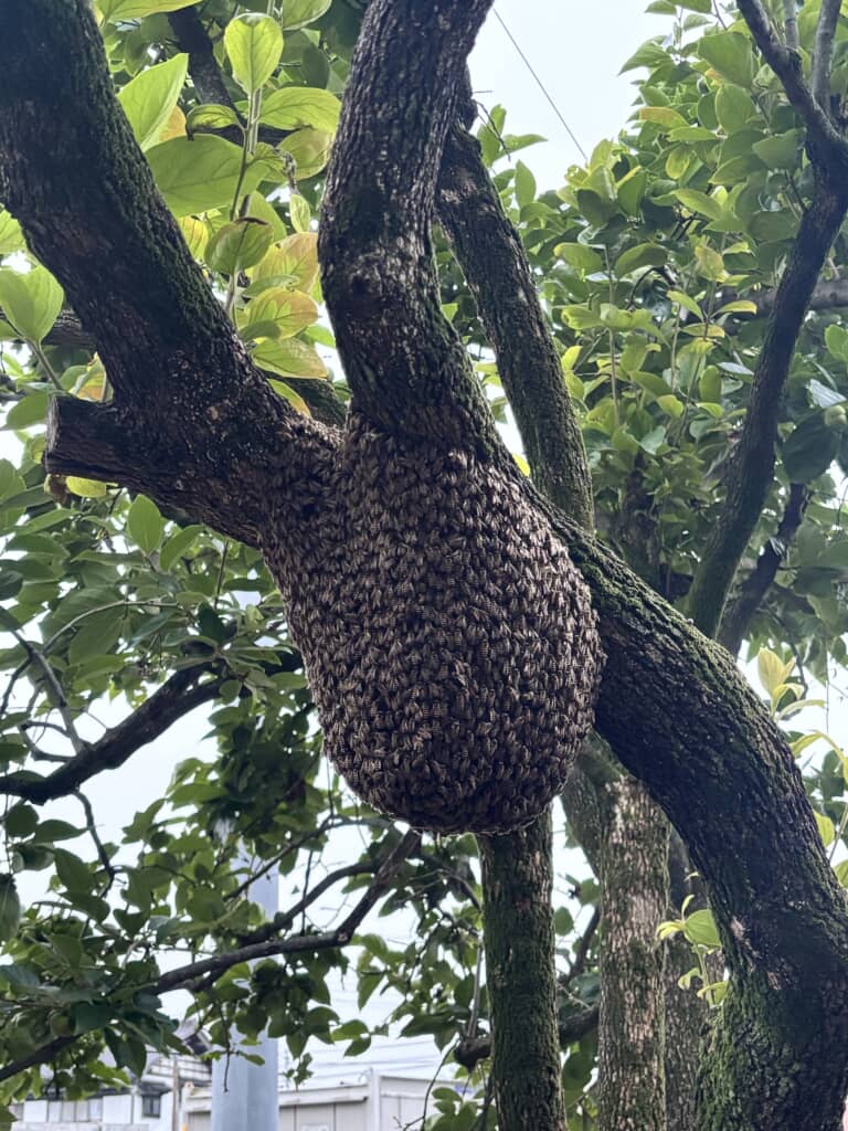 朝、大きなコブのようなものを発見