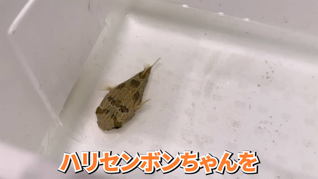 スーパーで出会ったハリセンボンを連れ帰ります