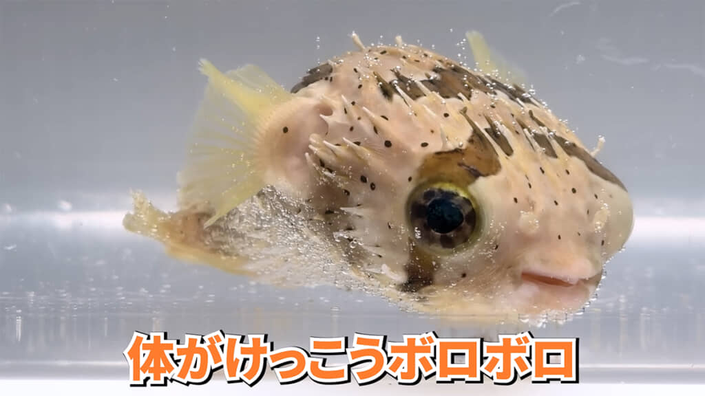 よく見ると体がボロボロです