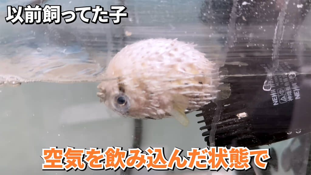 空気を飲み込むと、水面に浮いてしまうことも