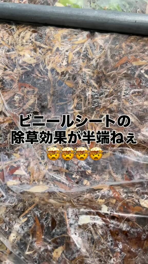 透明な農業用ビニールシートの下敷きになっている草