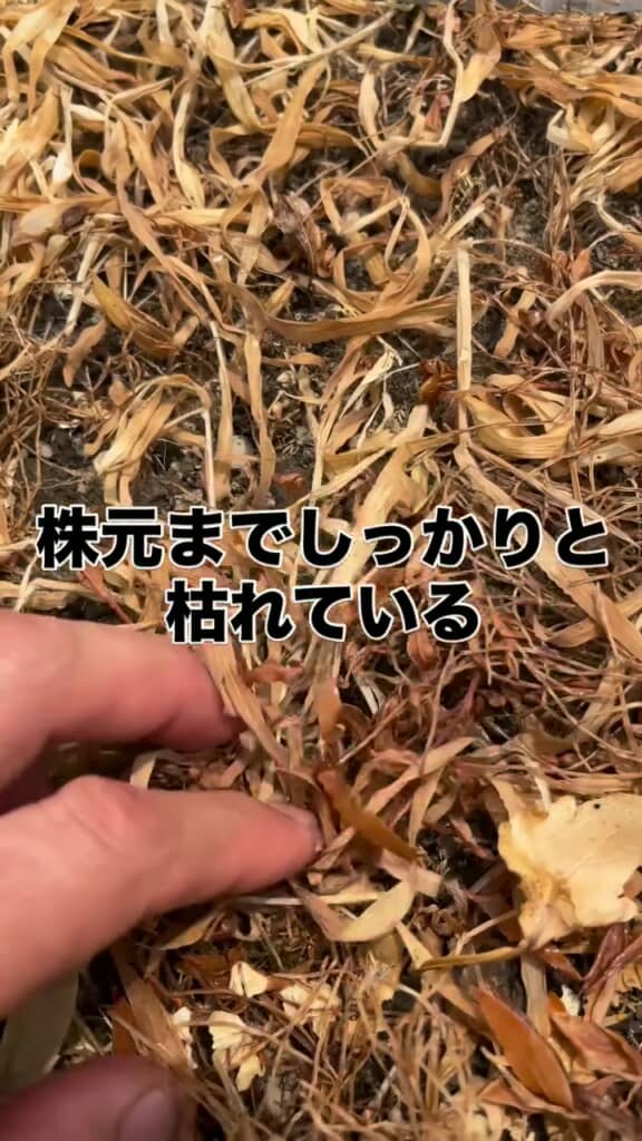 株元まで枯れた草