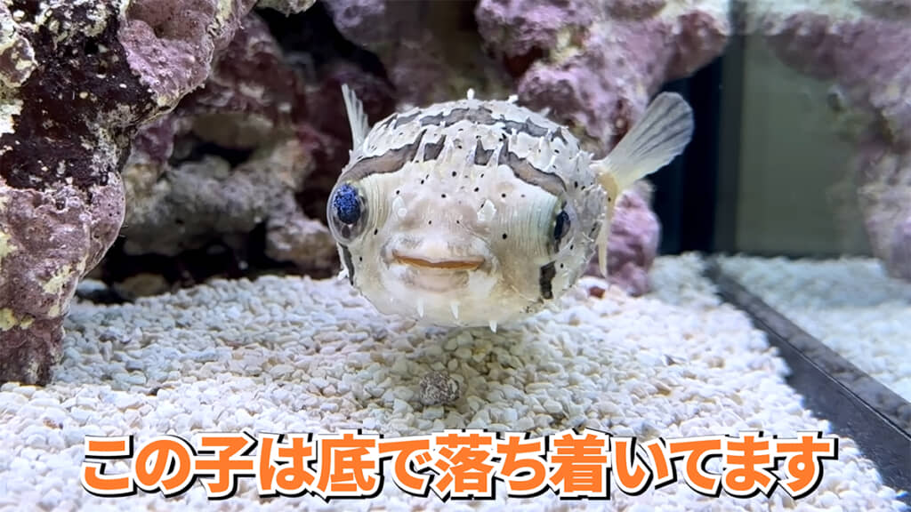 水槽の底で落ち着いていますが