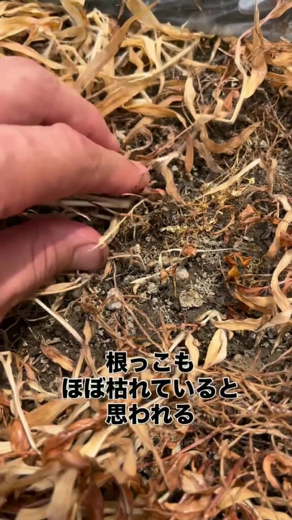 地面が乾き根まで枯れていそうな草