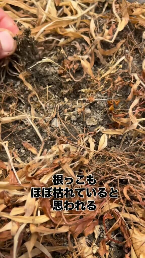 指でつまみ草をむしる
