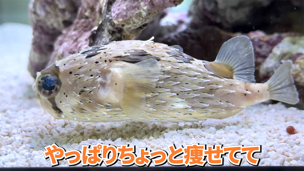 ちょっと痩せ気味です