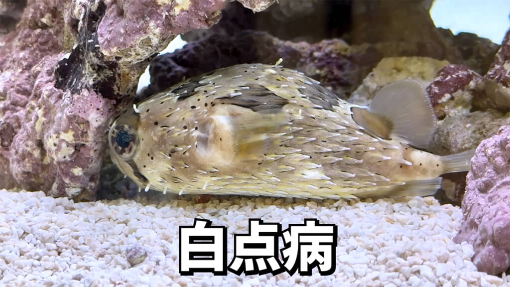 もしかしたら白点病かもしれません