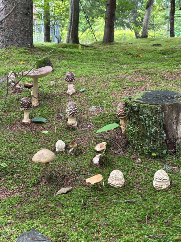 幼菌も含め群生するキノコたちと緑豊かな背景に癒やされます