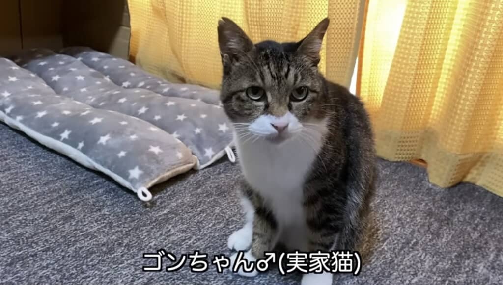 実家猫のゴンちゃん