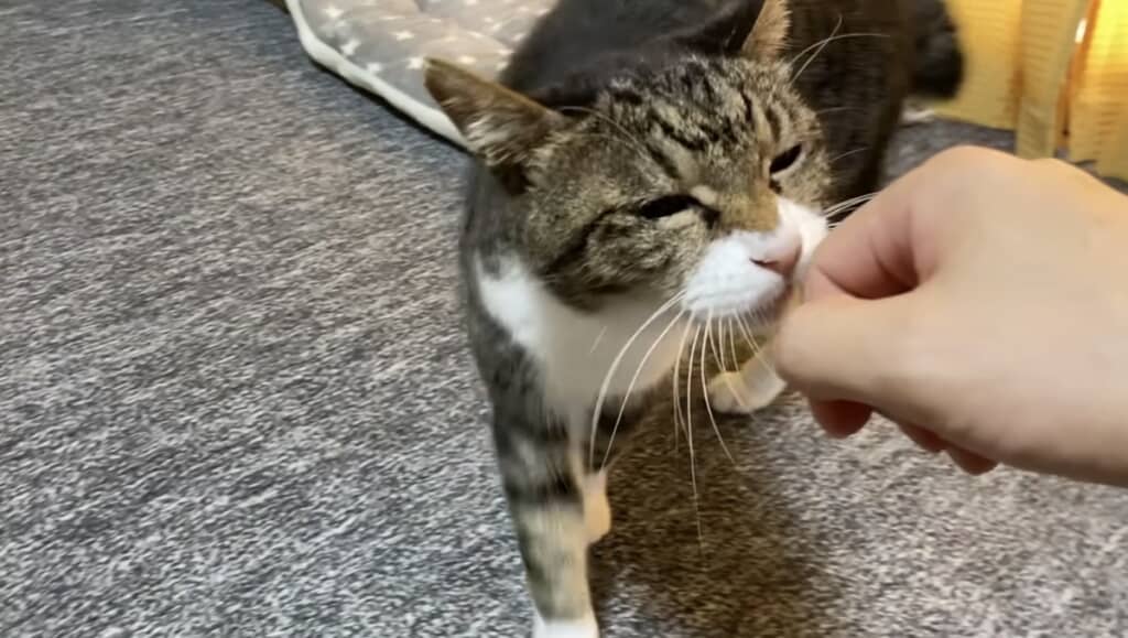 手を近づけてみると
