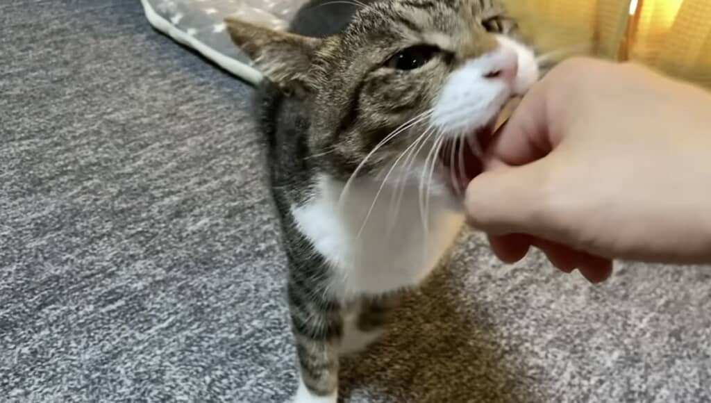 ガブリ！