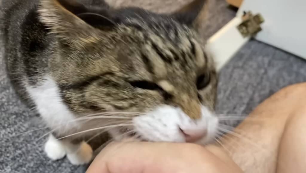 間髪入れずに噛みまくる