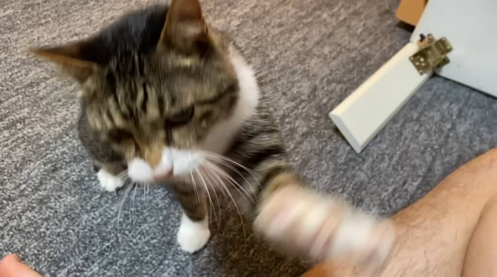 猫パンチもw