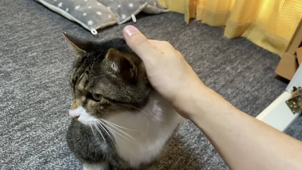 なでなでできた！