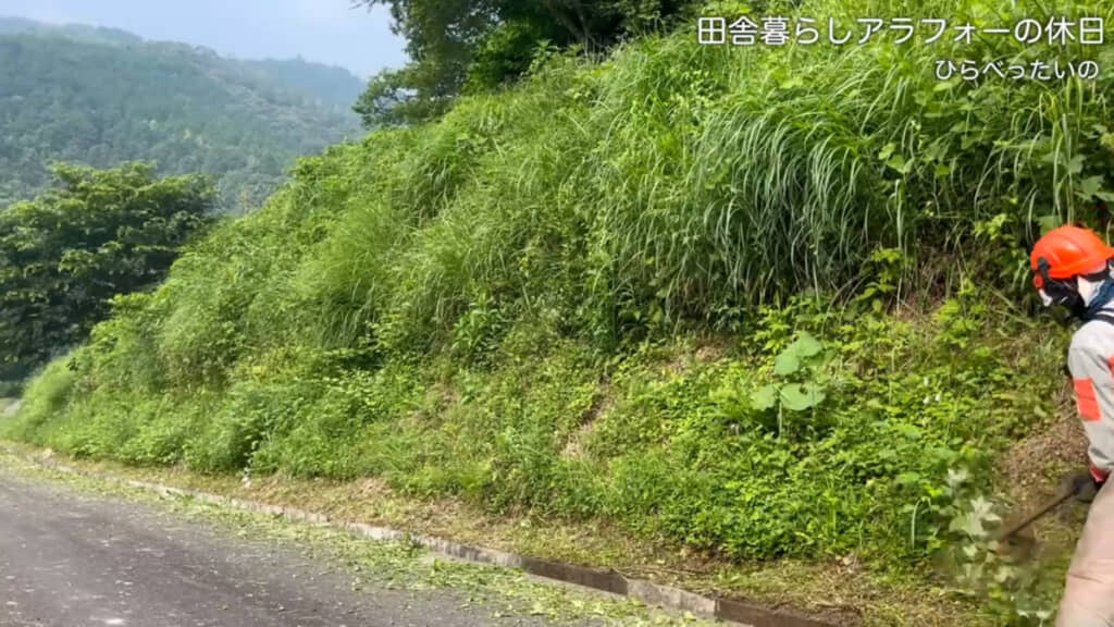 かなり草が生えてきてしまっています