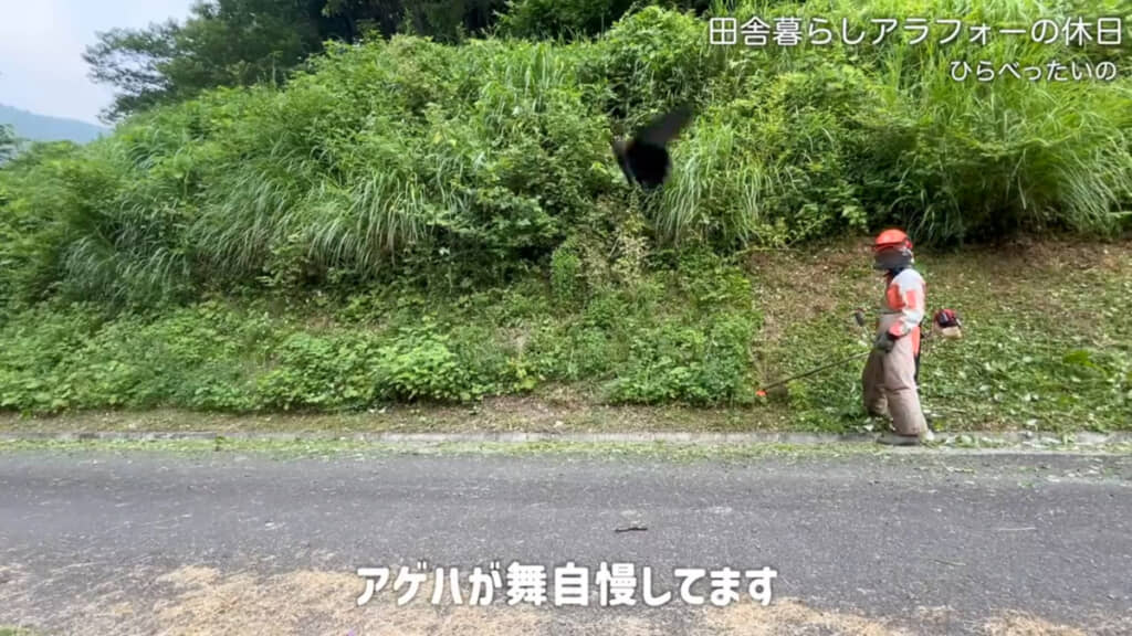 作業中にはアゲハチョウとの出会いがあったりと、自然に癒やされる瞬間も