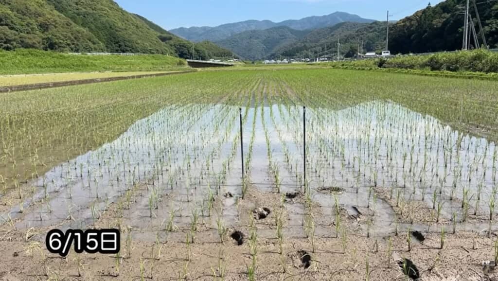 茎肥を行う前の6月15日