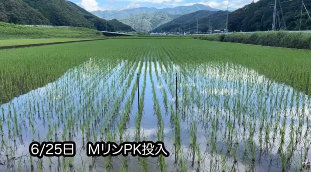 6月25日にMリンPKを散布