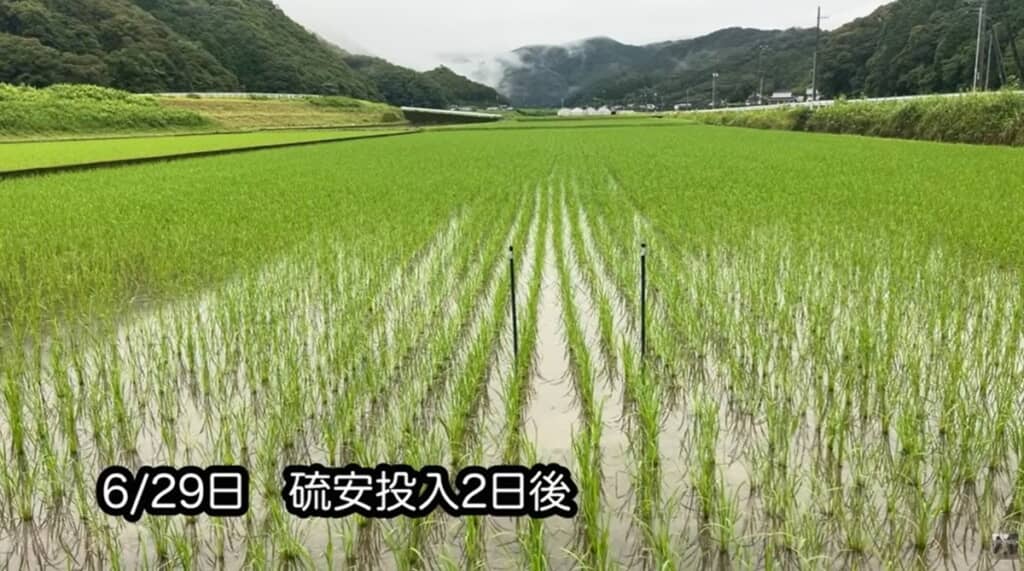 6月27日に硫安を投入し、2日後の29日