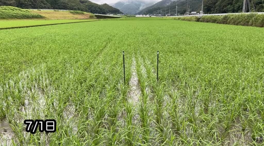 7日1日の様子