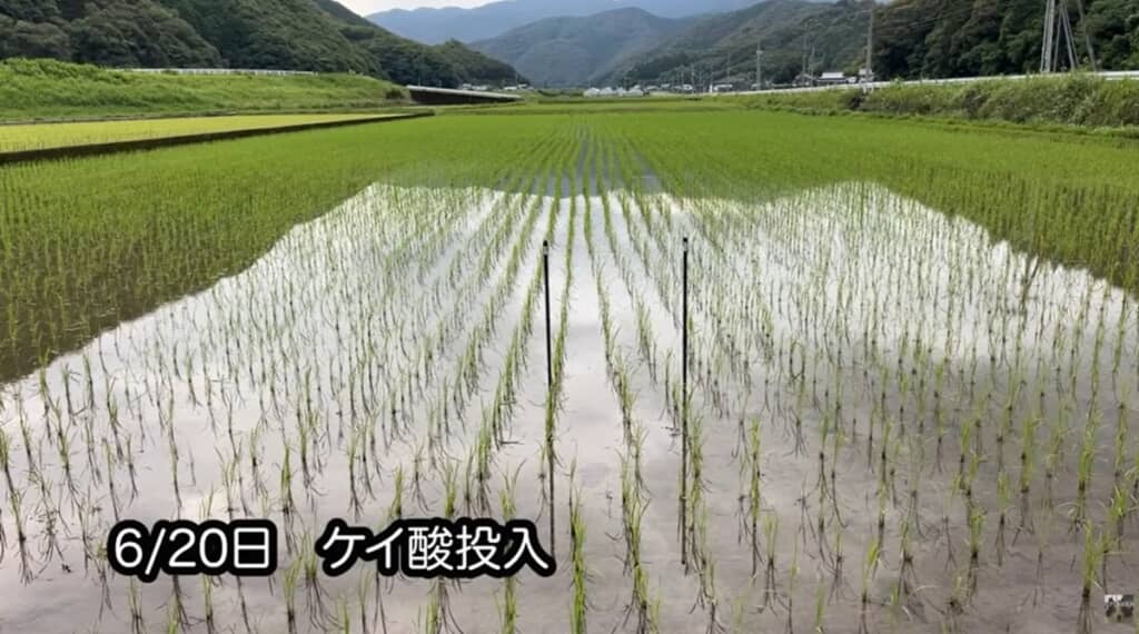 ケイ酸を散布した6月20日