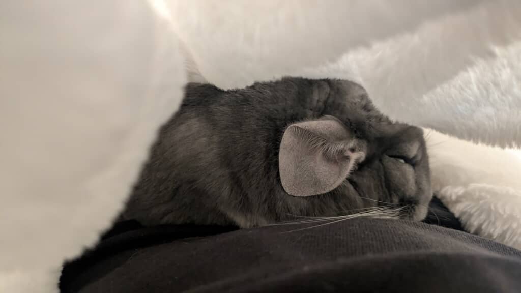 夏でも毛布の中・飼い主さんの体の上でくつろぐはるくん
