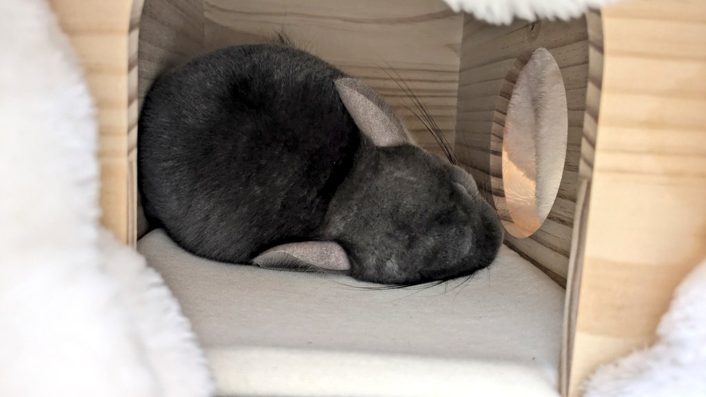 ぐっすり眠る姿もかわいい！