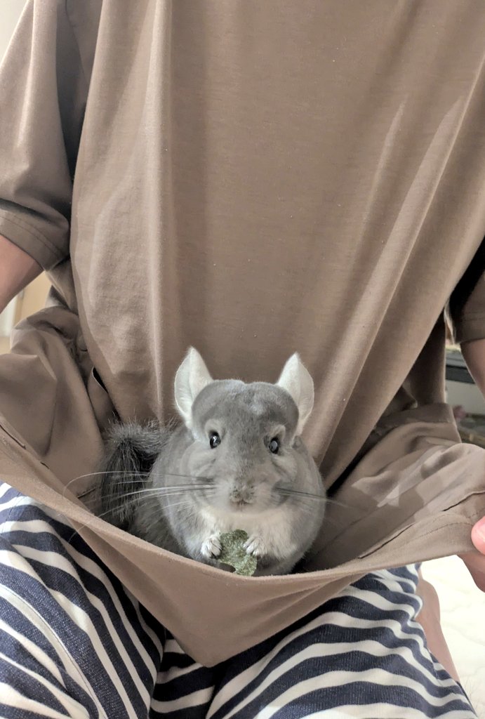 飼い主さんのそばがお気に入りの場所のようです