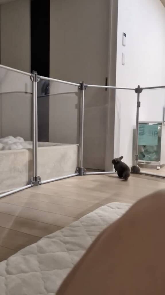 飼育スペースを区切る壁に近づいてきたはるくん
