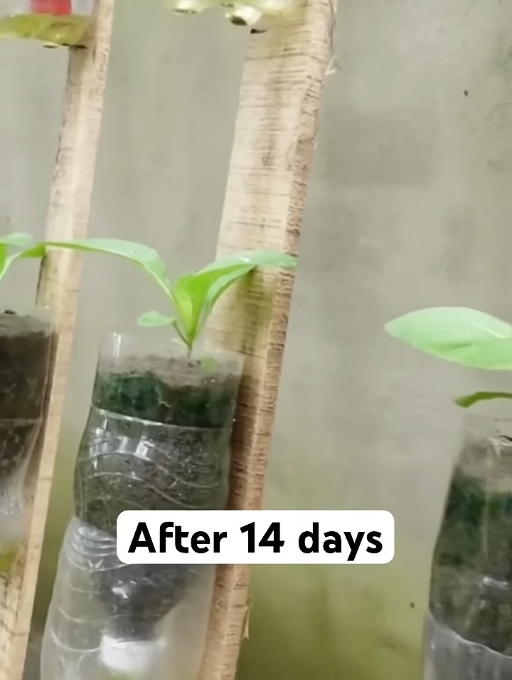 ペットボトルの中に移した苗は順調に成長