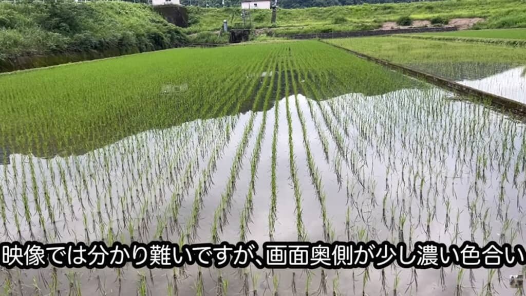 奥の方は生育が早まり、色も濃くなりました