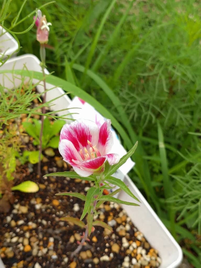 しっかり開花した花