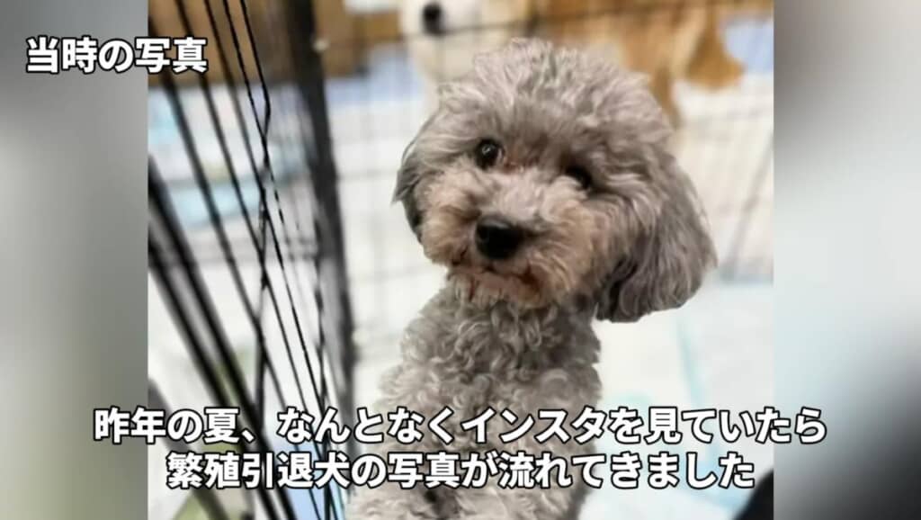 ココちゃんとの出会いはSNS