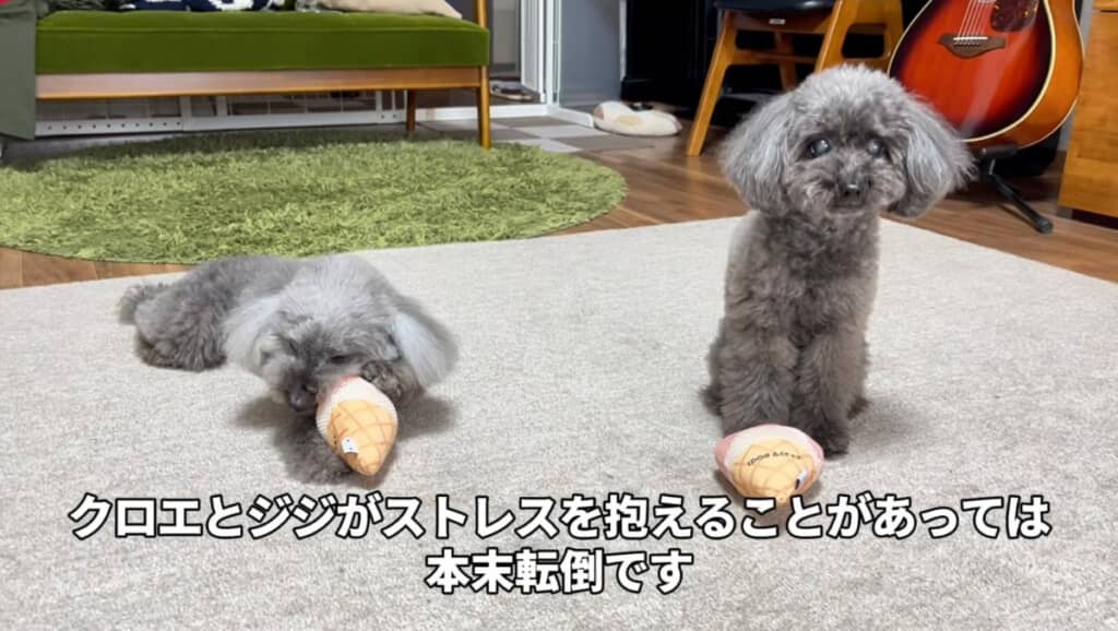 先住犬のクロエちゃんとジジちゃん