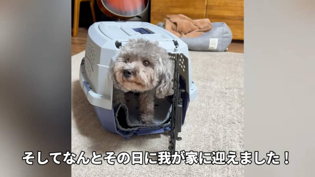 すぐにお迎えが決定