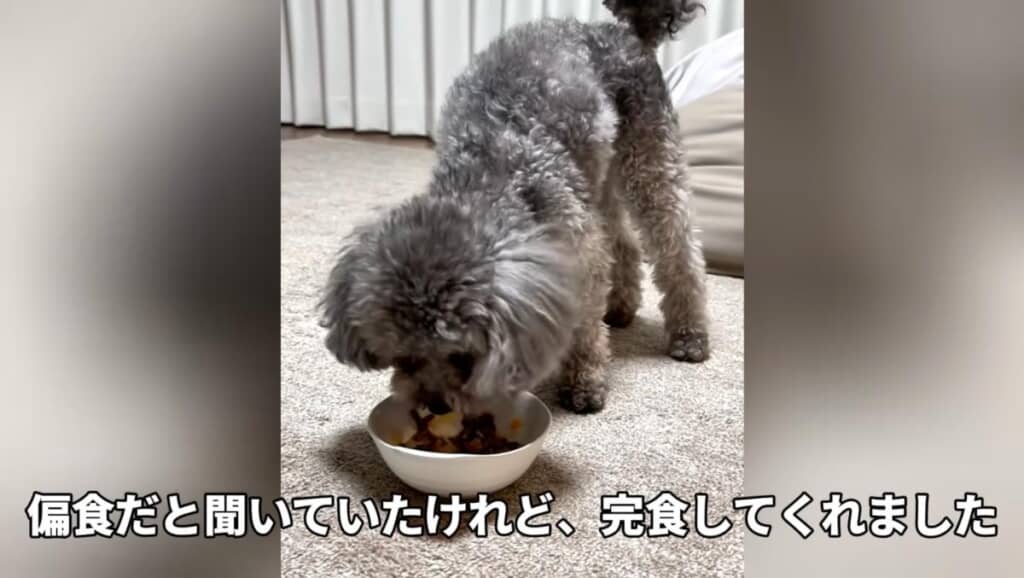 しっかり食欲もありそうです