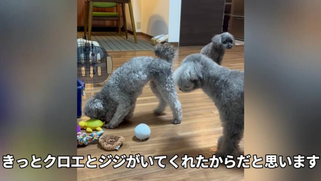 お姉ちゃんワンコたちの存在も大きいです