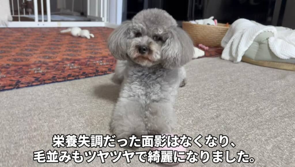 今や家族になくてはならない存在に！