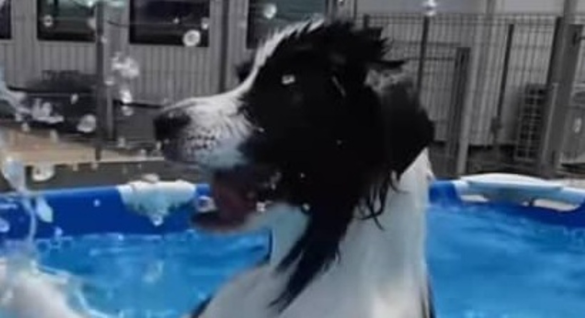 愛犬をプールに入れたら→「犬かきではなくバタフライww」「初めて見た」 爆笑の姿に「泳ぎ方が個性的すぎて笑った」(1/3) | 犬 ねとらぼ